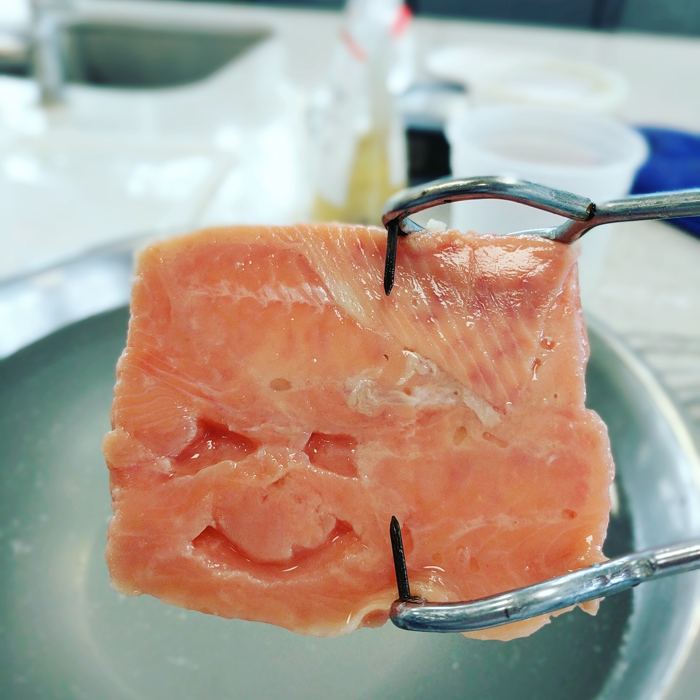 A raw salmon portion held in tongs at the bench